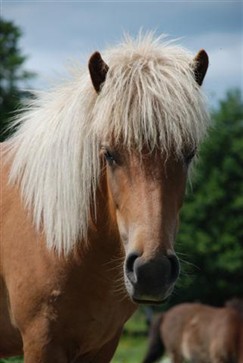Birta